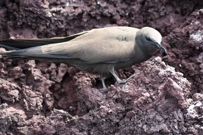 Close-up of seagull perching on rock