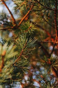 Close-up of pine tree