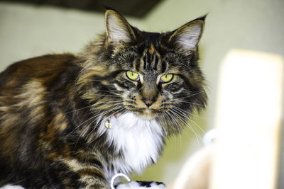 Close-up portrait of a cat