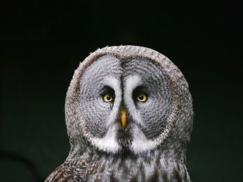 Close-up portrait of owl against black background