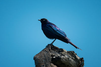 Low angle view of bird perching on rock against clear blue sky