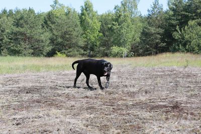 Horse on field against trees