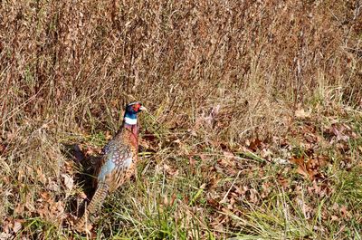 High angle view of bird perching on a field