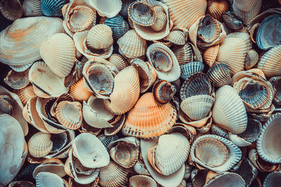 Full frame shot of shells