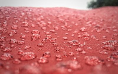 Close-up of water drops on red leaf