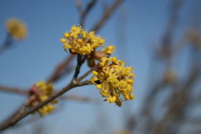 Close-up of yellow flowering plant