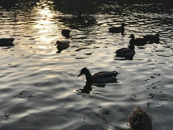 Swans swimming in lake