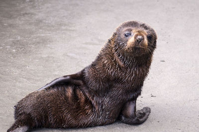 High angle view of an animal