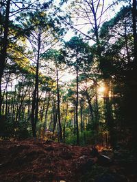 Trees in forest against sky