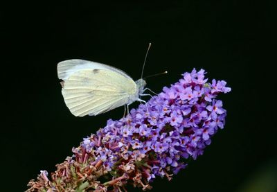 Close-up of butterfly pollinating on flower