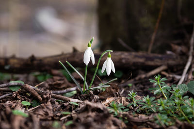 Close-up of small plant growing on field