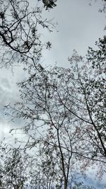 Low angle view of bare trees against sky