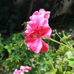 Close-up of pink flower