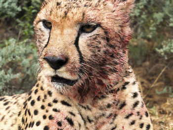 Close-up of cheetah