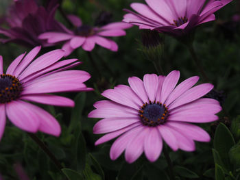 Close-up of pink cosmos flower