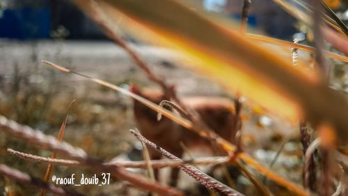 Close-up of grass