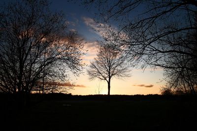 Silhouette of trees on landscape