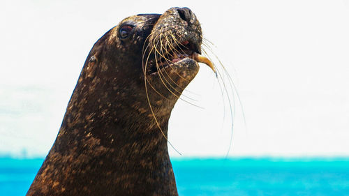 Close-up of sea lion