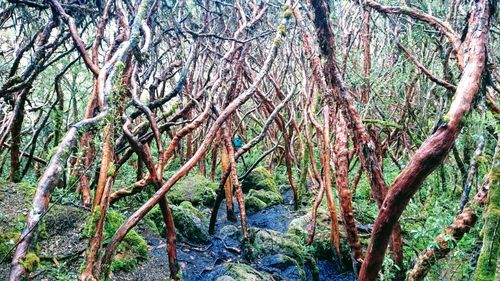 Low angle view of trees