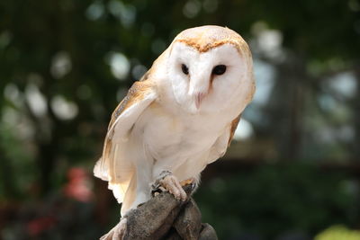 Close-up of owl perching outdoors