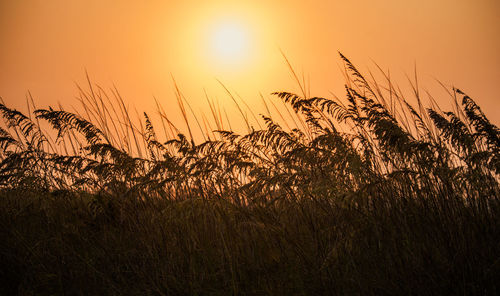 Scenic view of sea oats against orange sky