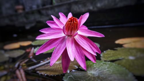 Close-up of pink lotus water lily