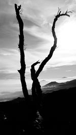 Silhouette tree against sky during sunset