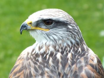 Close-up of eagle