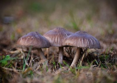 Close-up of mushroom growing on field