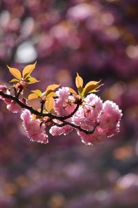 Close-up of pink cherry blossoms