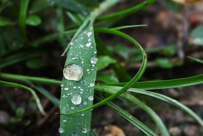 Close-up of raindrops on leaf