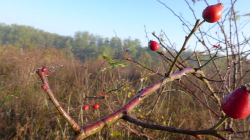 Close-up of red berries growing on tree