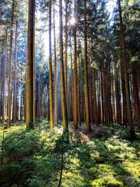 Trees in forest