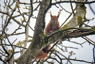 Low angle view of squirrel on tree