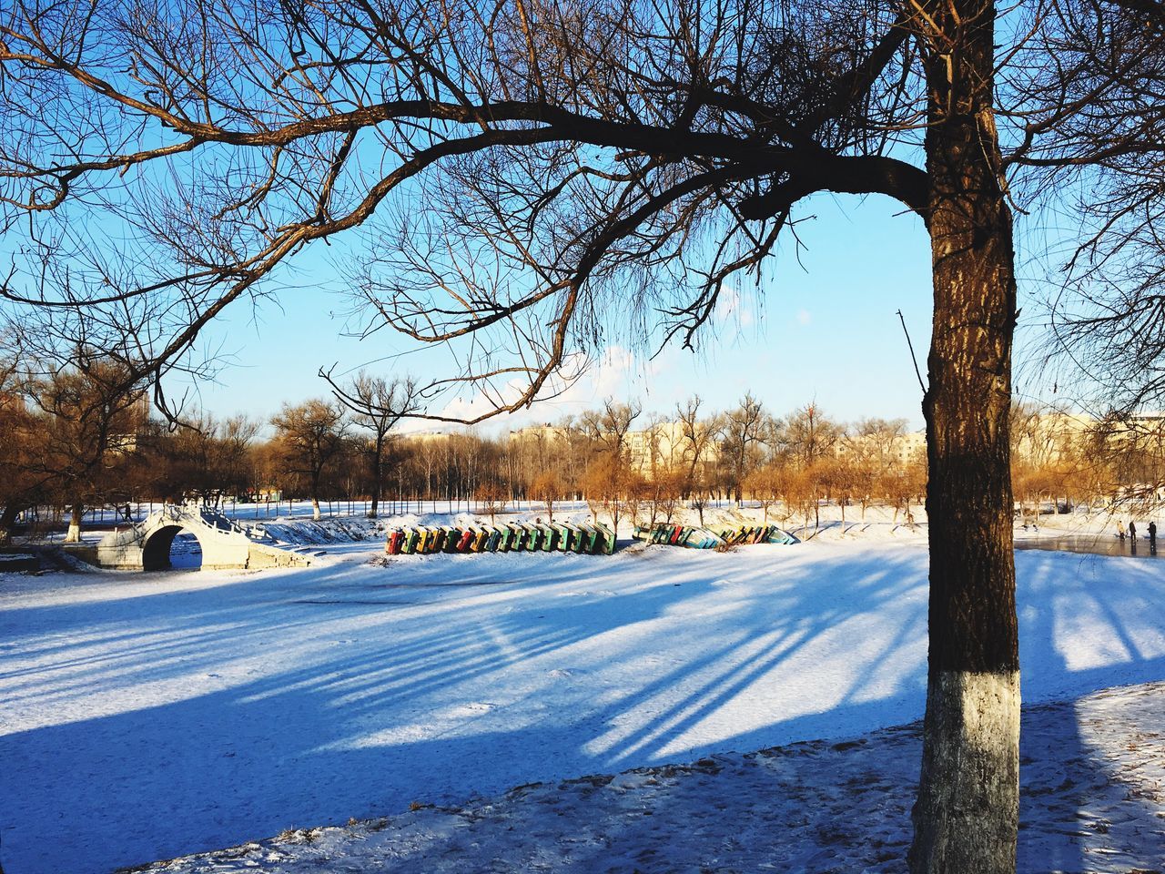 snow, tree, winter, cold temperature, bare tree, season, tree trunk, road, nature, transportation, branch, tranquility, street, weather, sunlight, tranquil scene, landscape, covering, shadow, sky