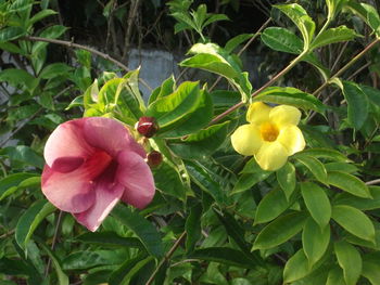 Close-up of pink flowers