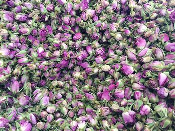 Full frame of purple roses