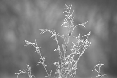 Close-up of plant against blurred background