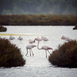 View of birds in lake