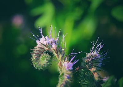 Close-up of insect on thistle