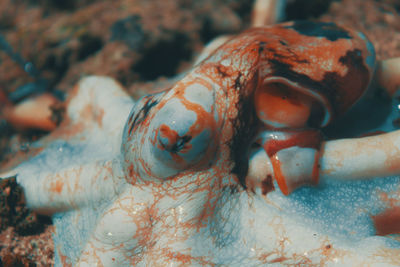 Close-up of fish underwater