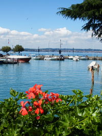 White flowers in boat on sea