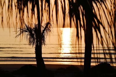 Silhouette palm trees on beach during sunset