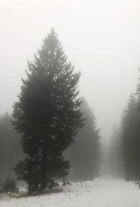 Pine trees on snow covered land against sky