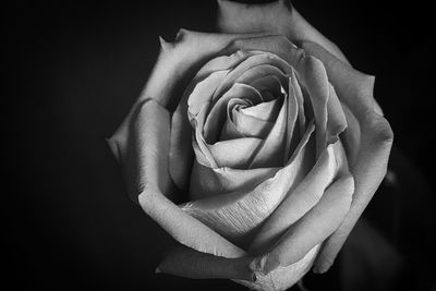 Close-up of rose against black background