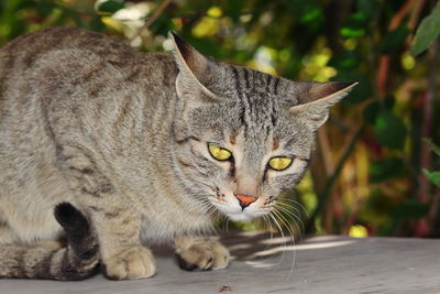 Close-up portrait of a cat