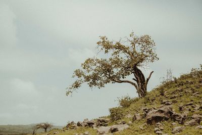 Low angle view of tree against sky