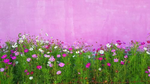 Close-up of purple flowers