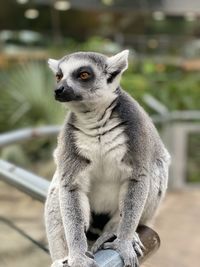 Monkey sitting on looking away