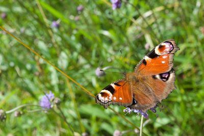 Close-up of butterfly on flower